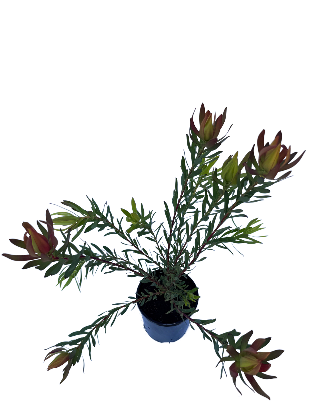 Leucadendron Salignum Amy