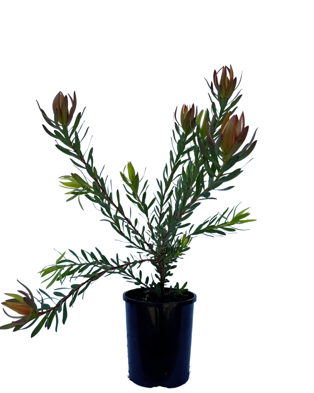 Leucodendron Salignum Amy