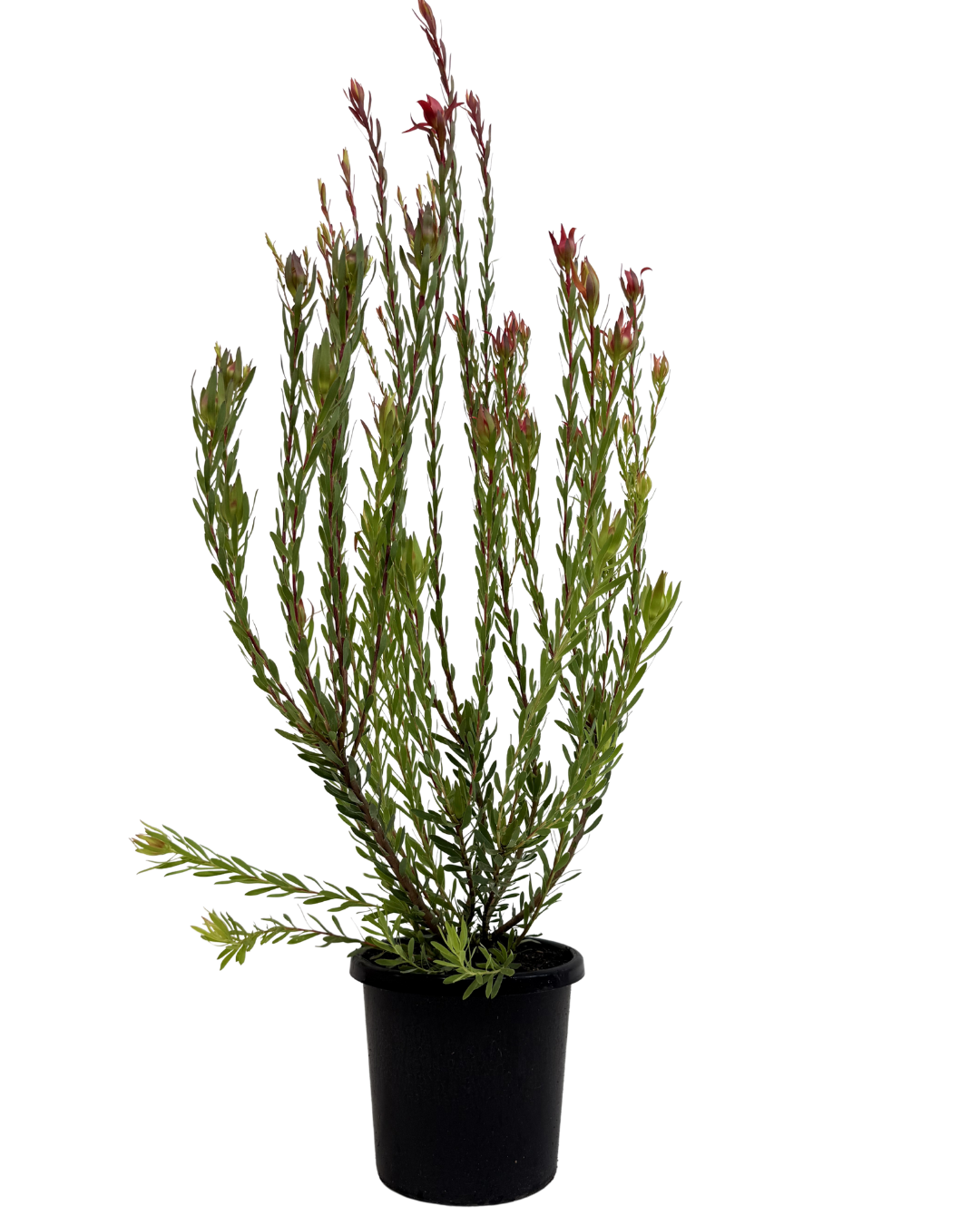 Leucadendron Amy