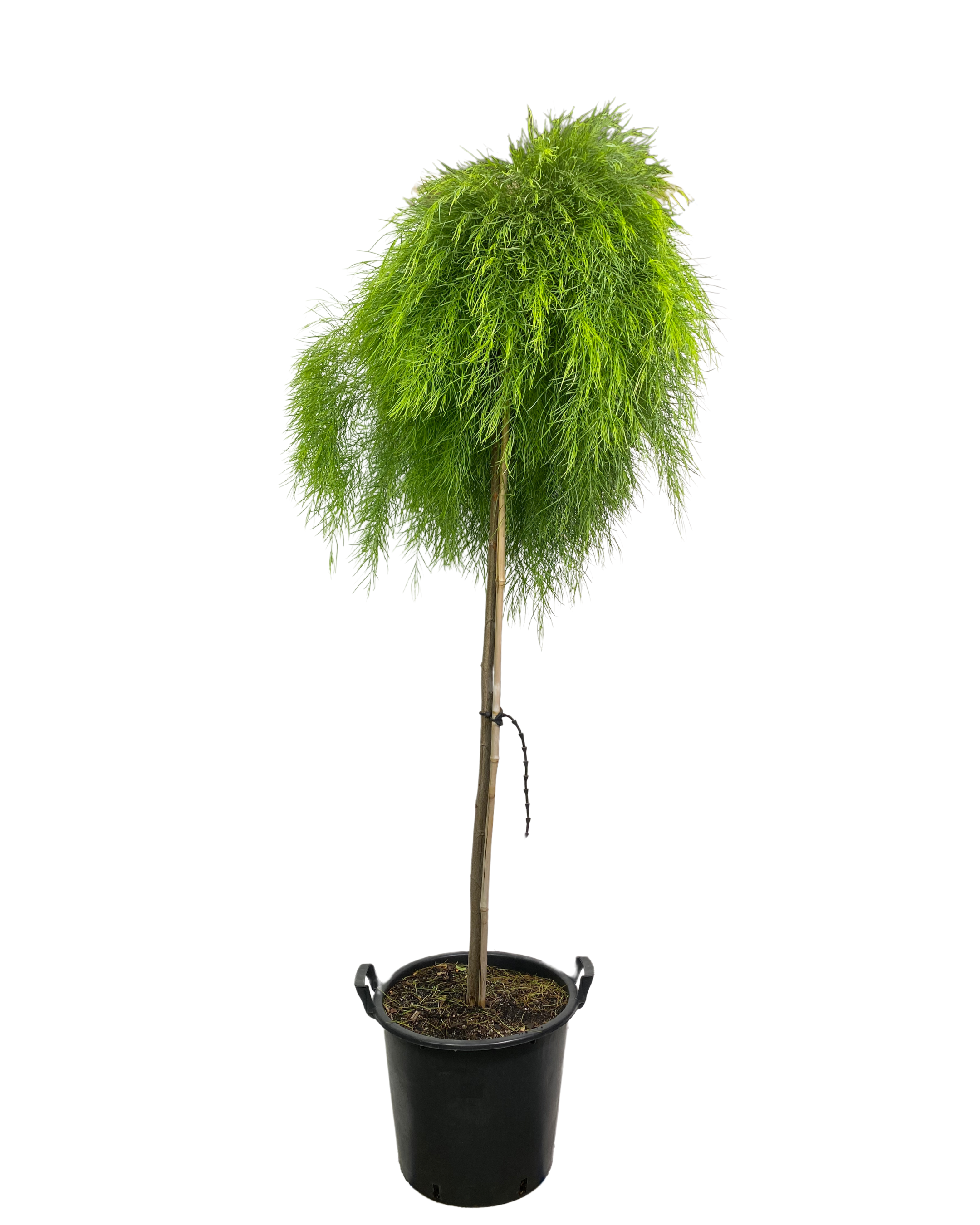 Acacia Cognata Limelight Standard