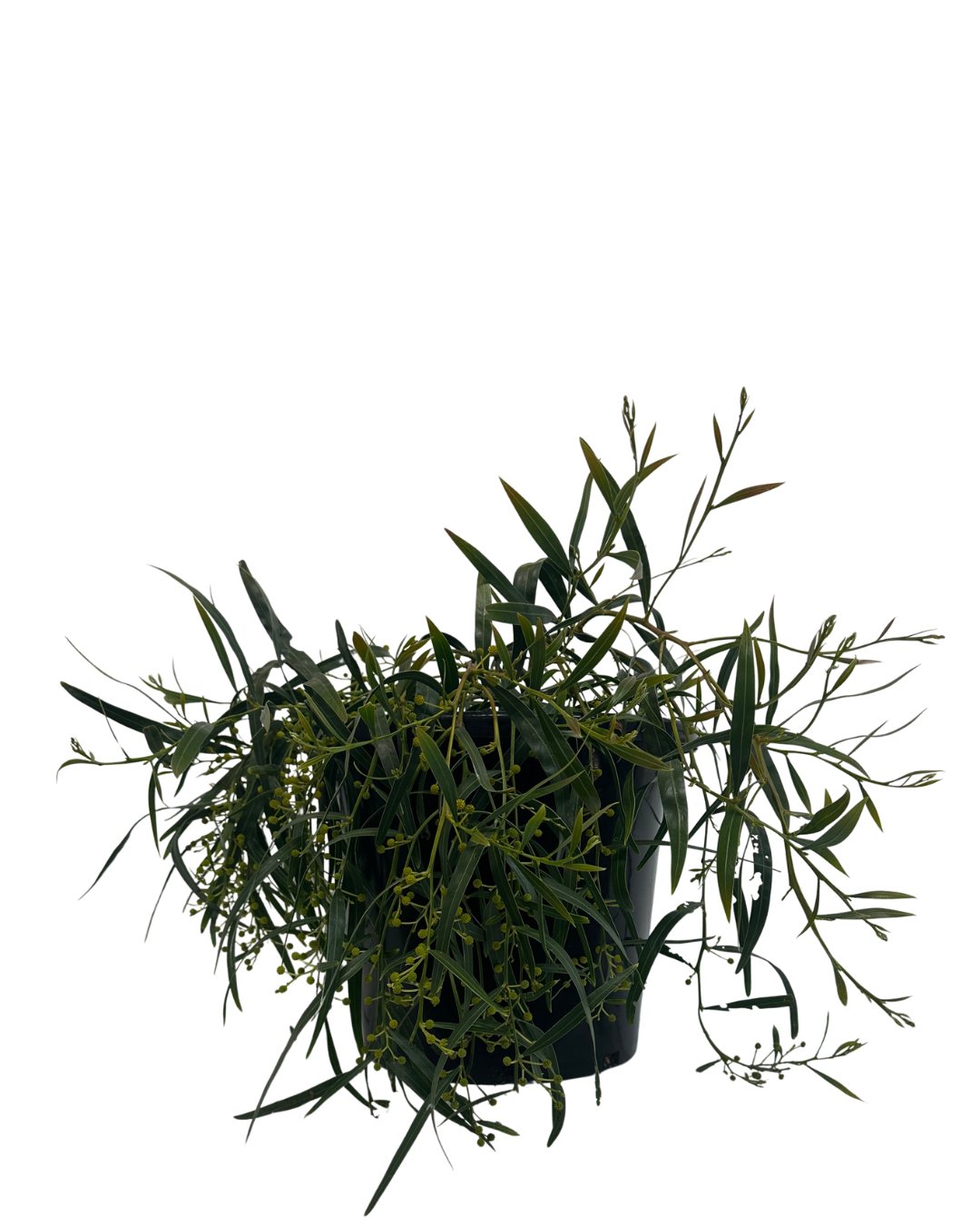 Acacia Saligna Prostrate