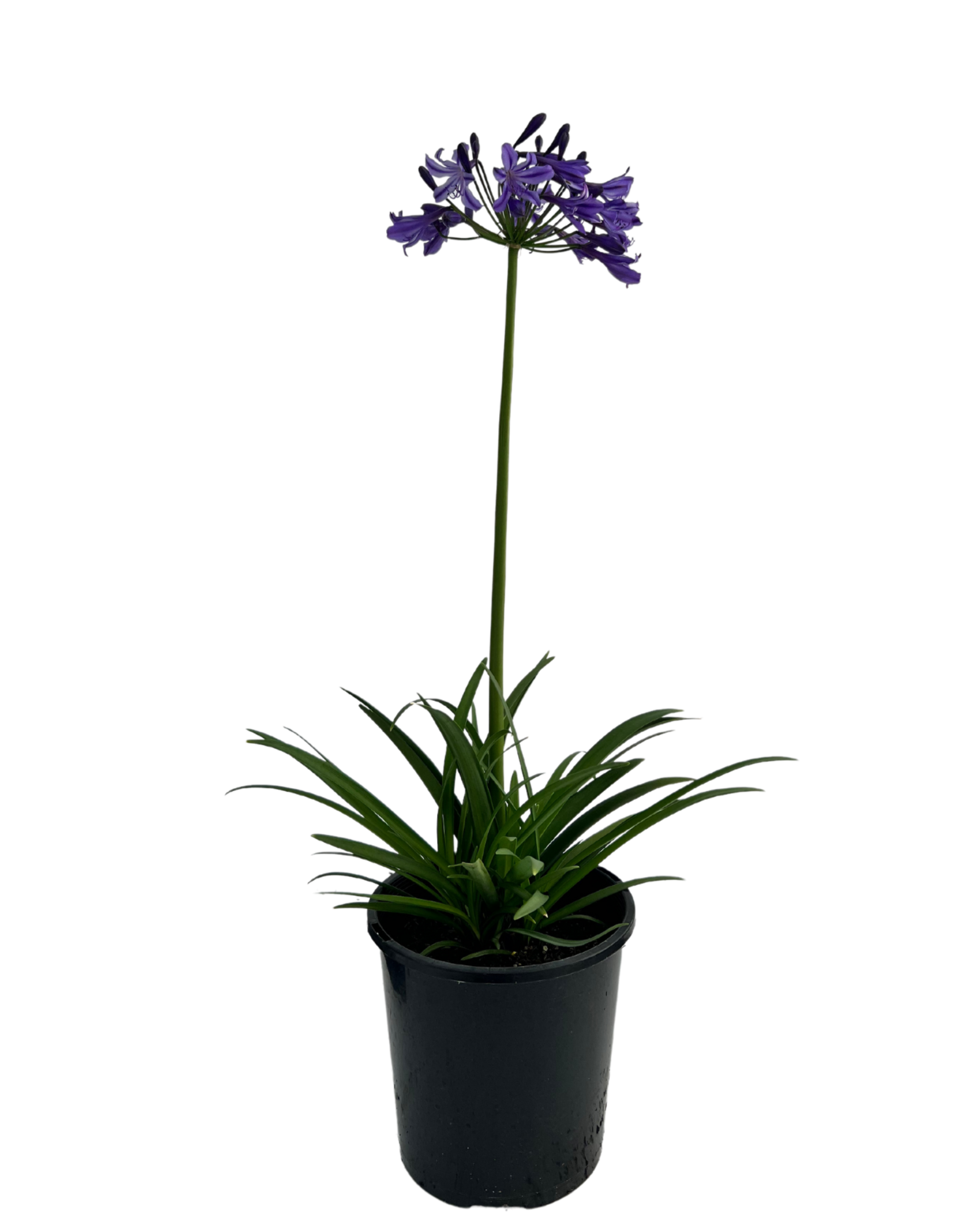 Agapanthus Buccaneer