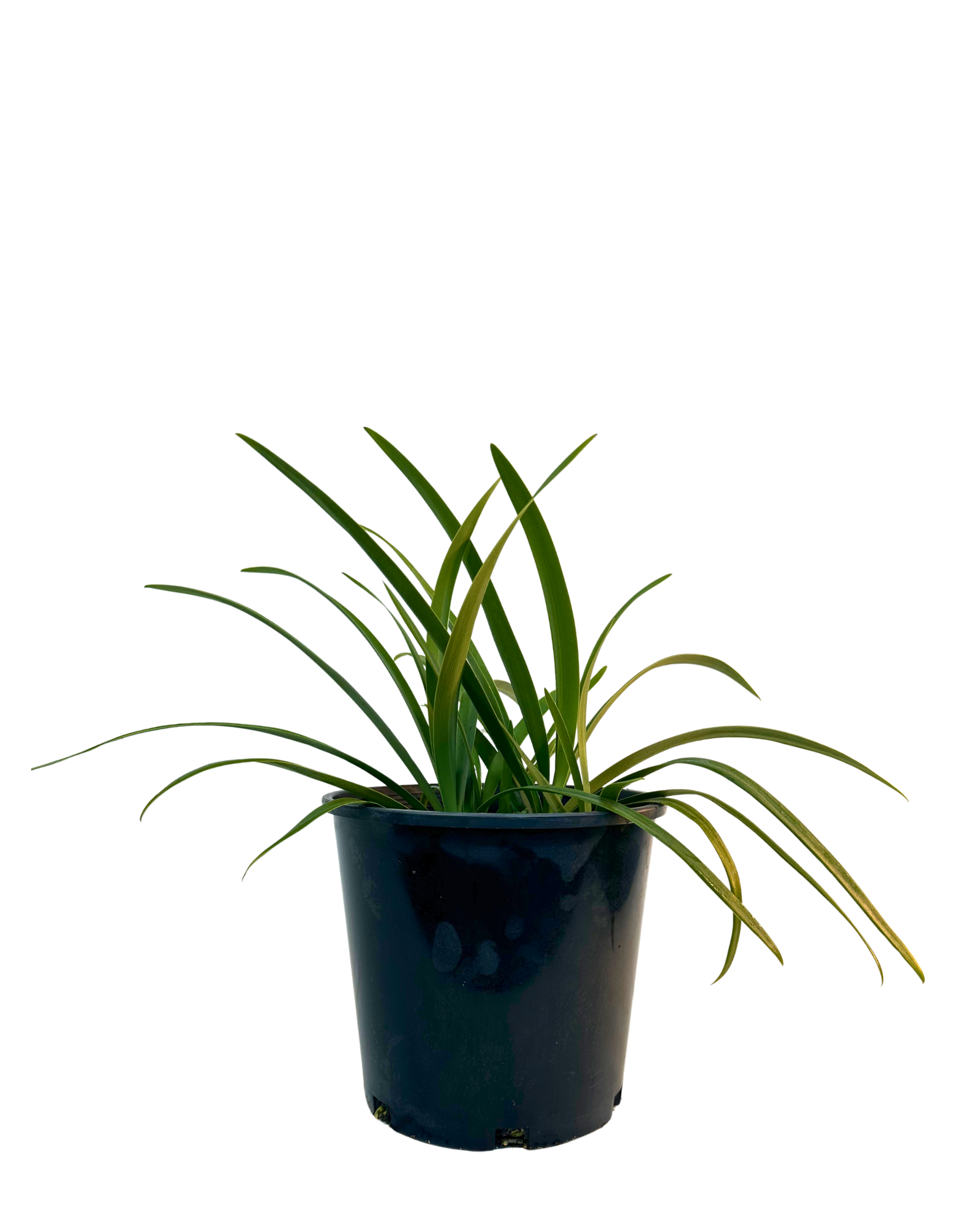 Agapanthus Queen Mum