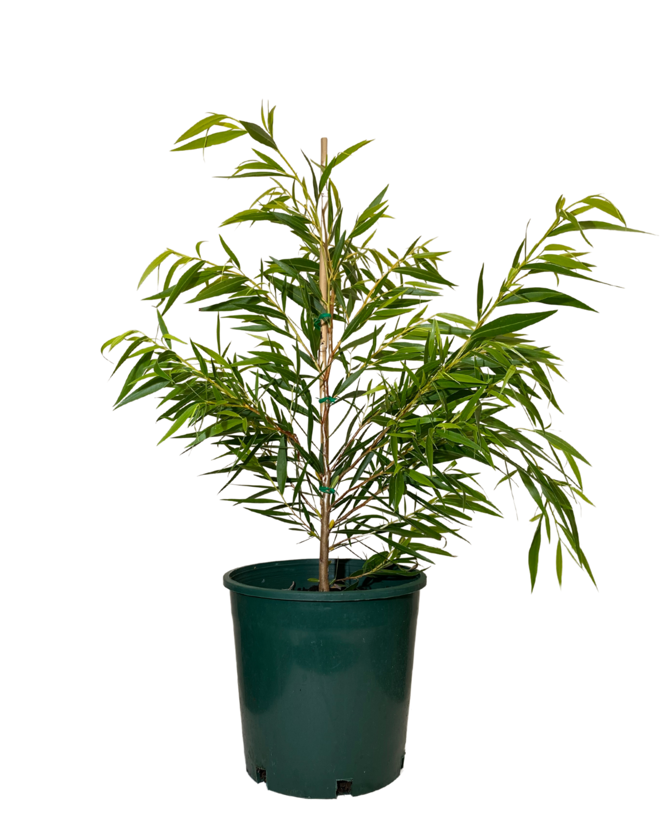 Agonis Flexuosa Lemon and Lime
