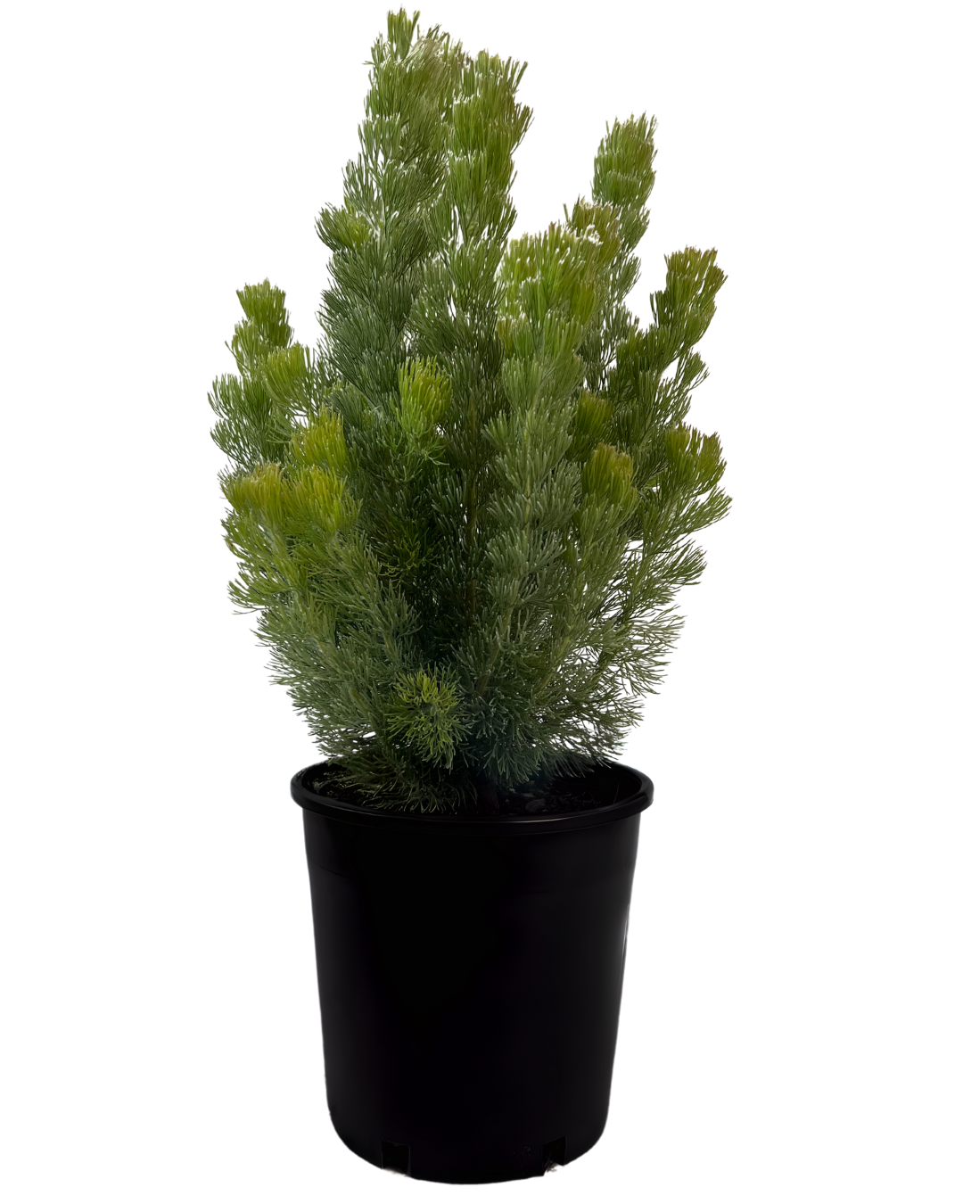 Adenanthos Sericeus Pencil Perfect