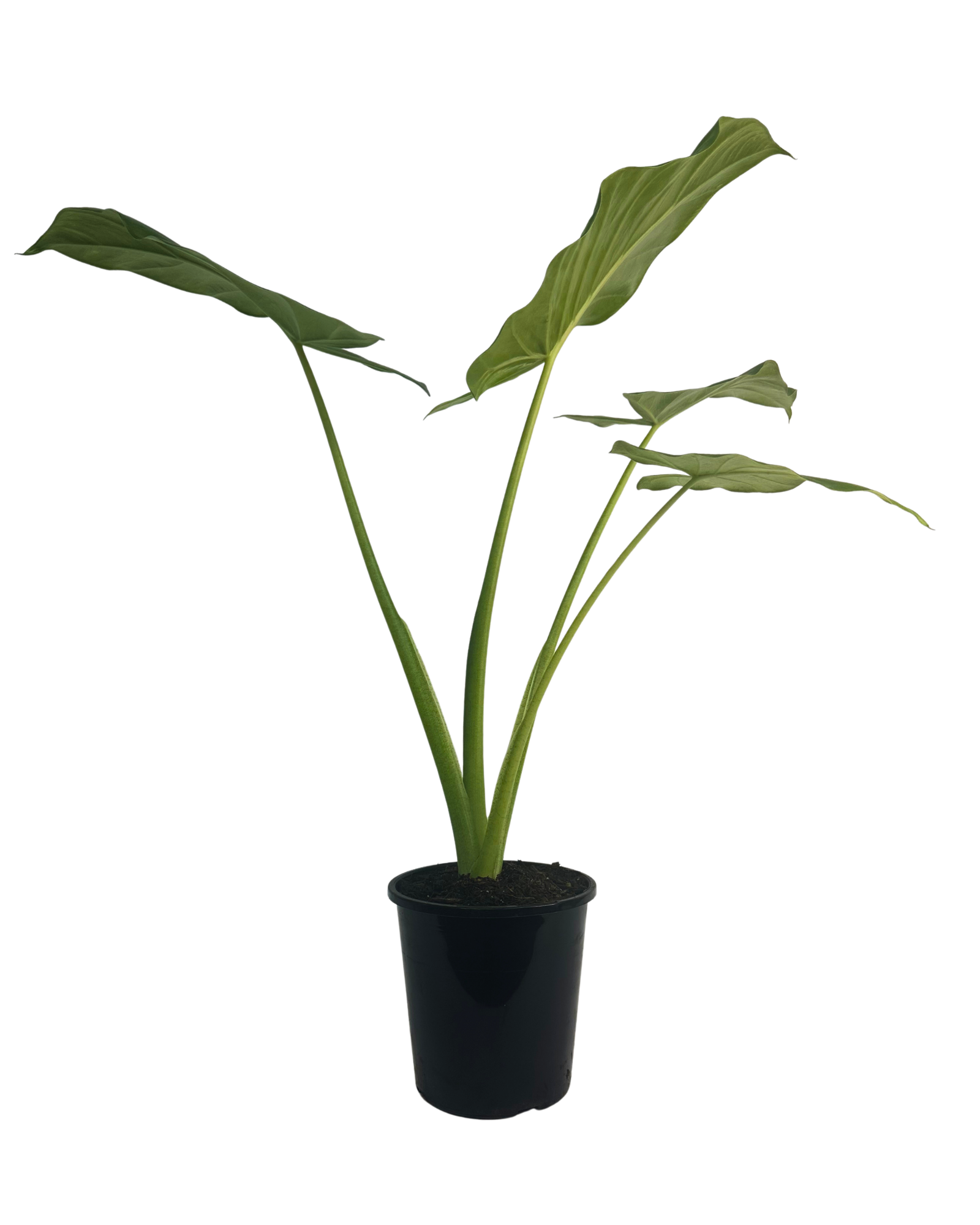 Alocasia Brisbanensis
