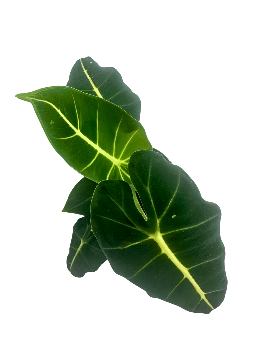 Alocasia Frydek Green