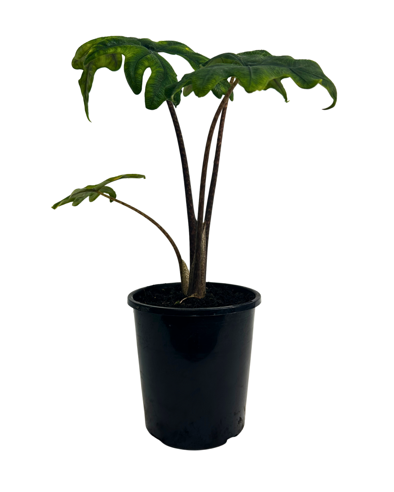 Alocasia Jacklyn