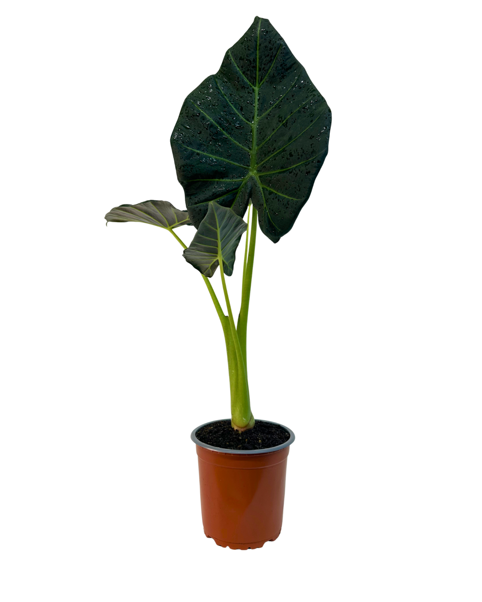 Alocasia Regal Shield