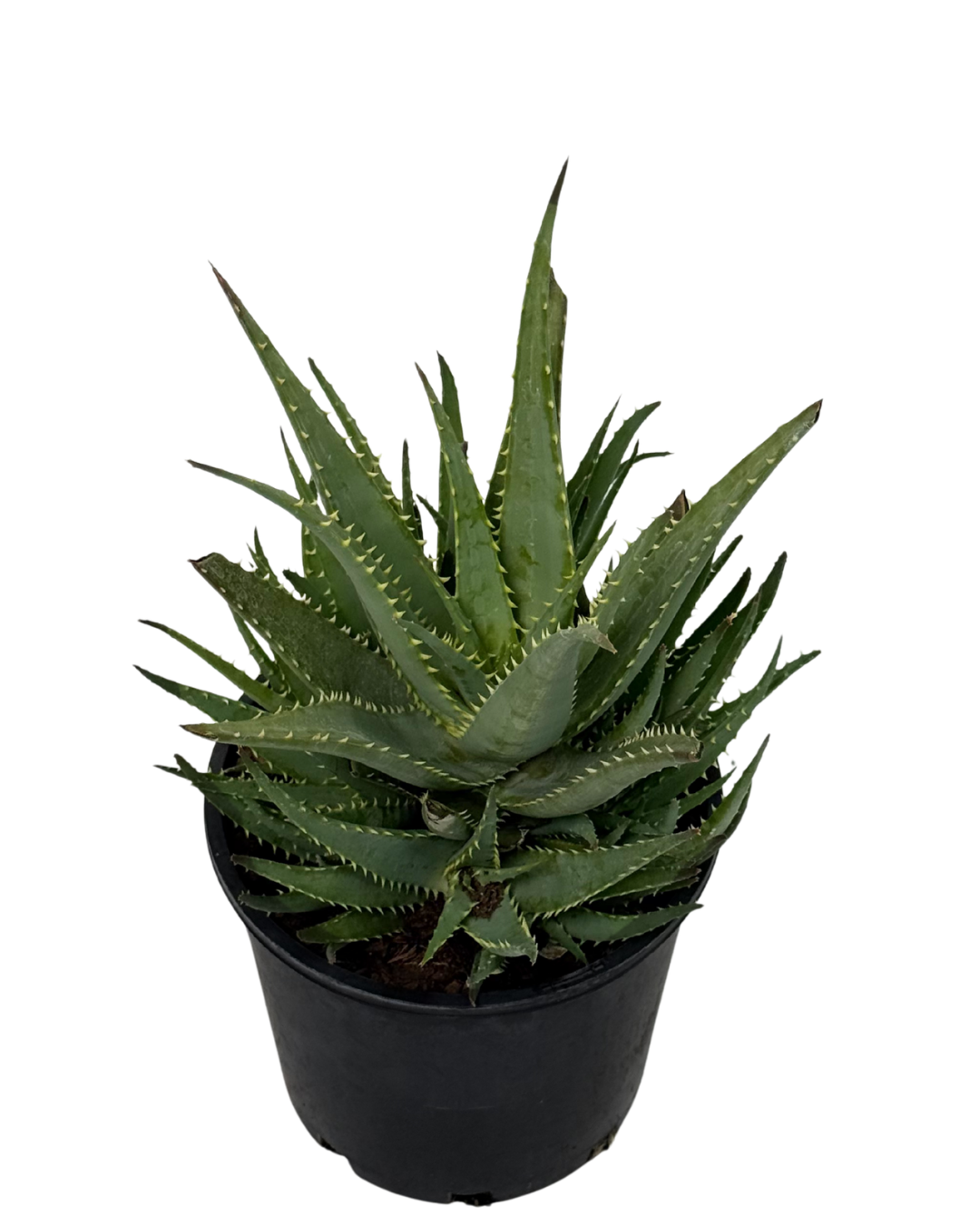 Aloe Supreme Orange