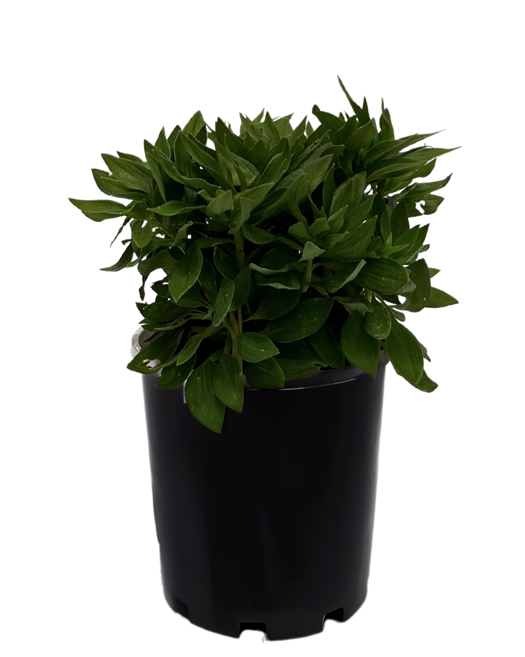 Alstroemeria Inca Flamingo