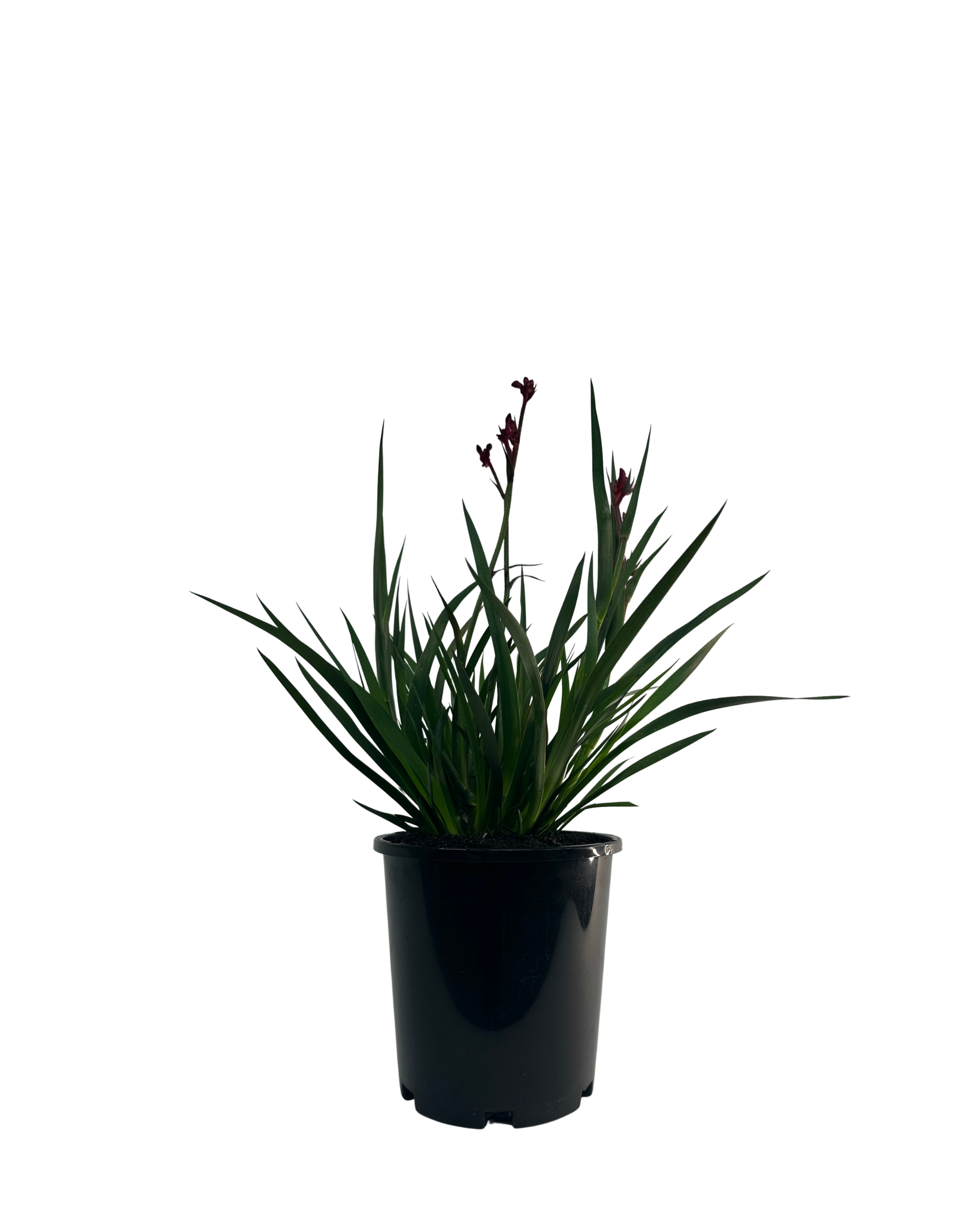 Kangaroo Paw - Anigozanthos Bush Elegance