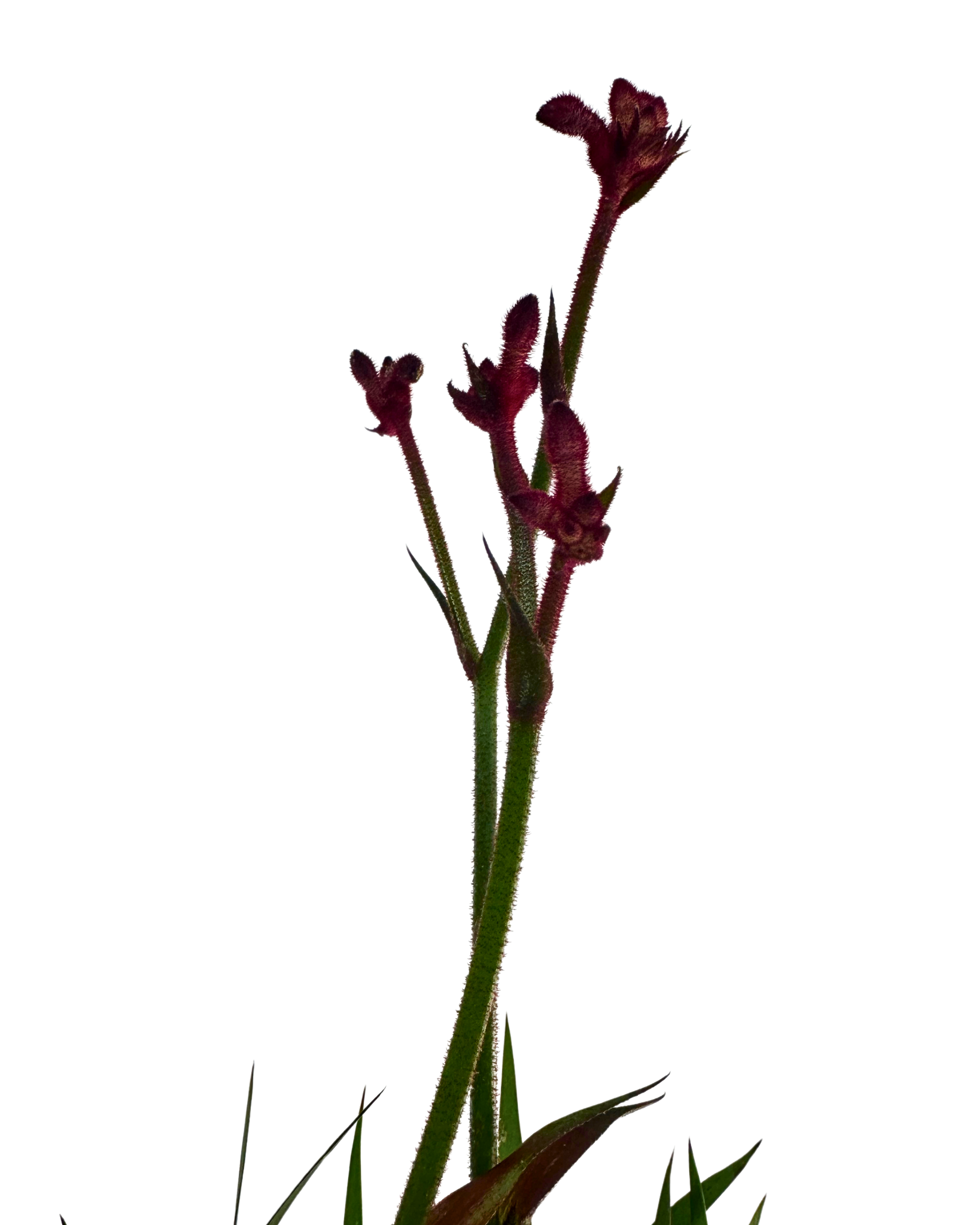 Kangaroo Paw - Anigozanthos Bush Elegance