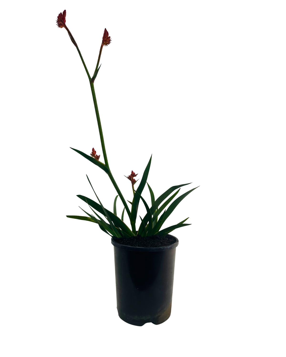 Kangaroo Paw - Anigozanthos Bush Coral