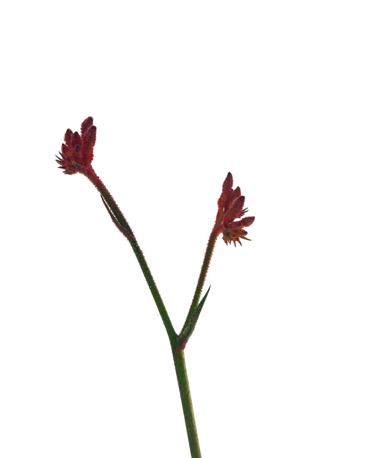 Kangaroo Paw - Anigozanthos Bush Coral