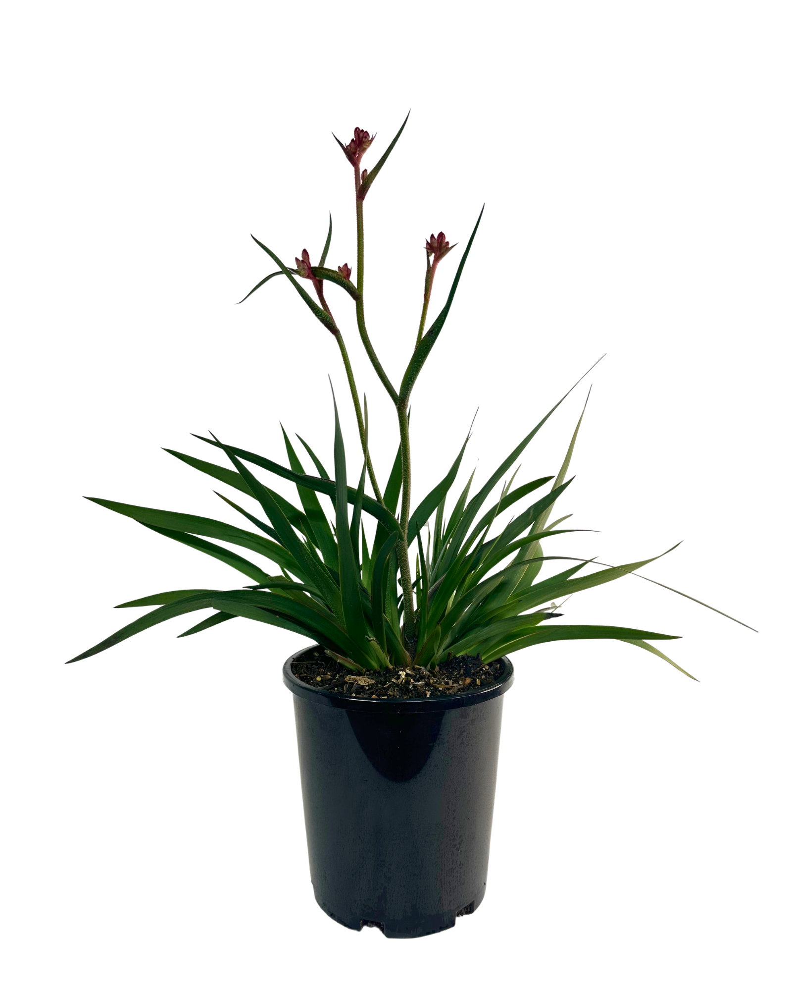 Kangaroo Paw - Anigozanthos Bush Crystal