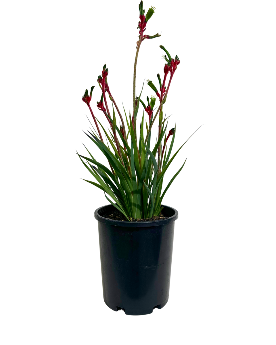 Kangaroo Paw - Anigozanthos Bush Dance