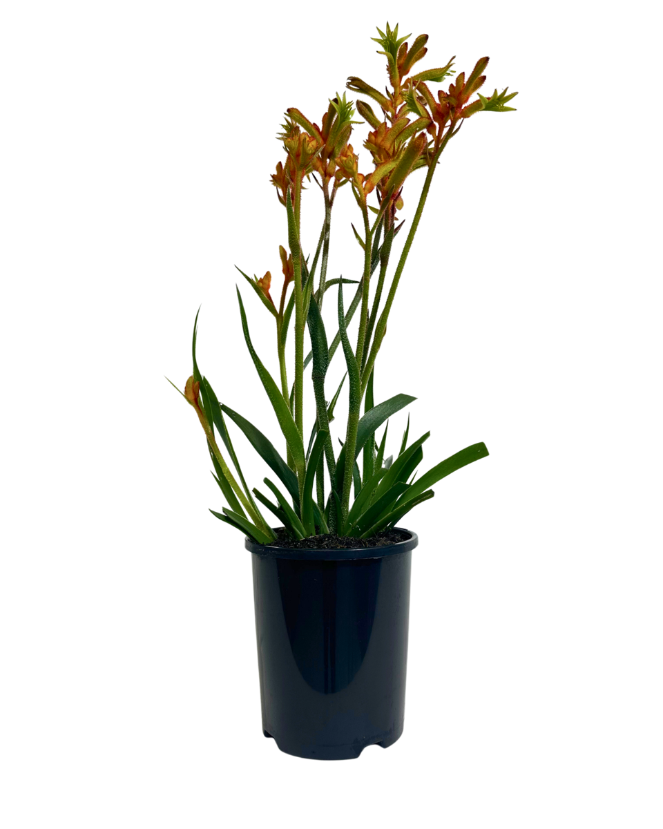 Kangaroo Paw - Anigozanthos Bush Glow