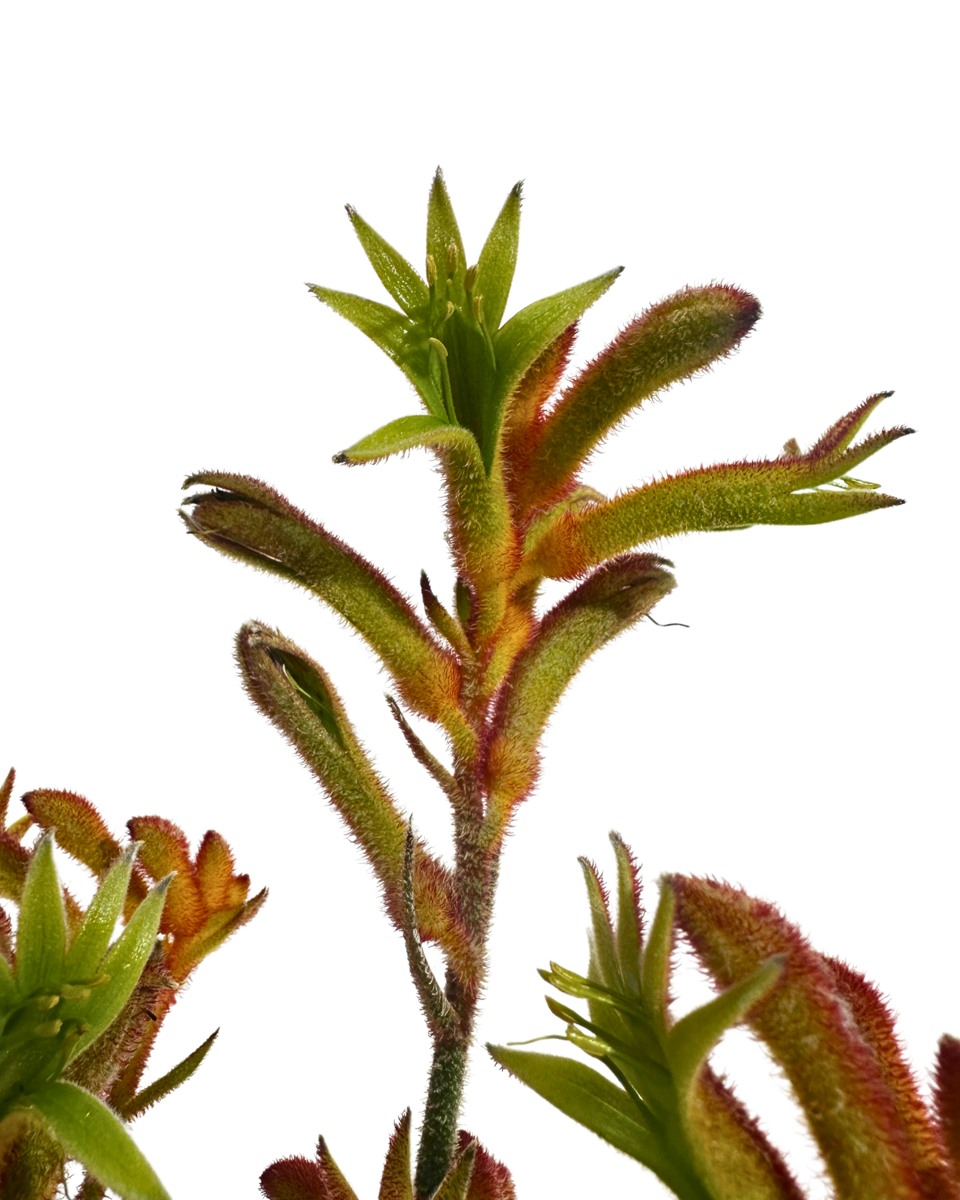 Kangaroo Paw - Anigozanthos Bush Glow