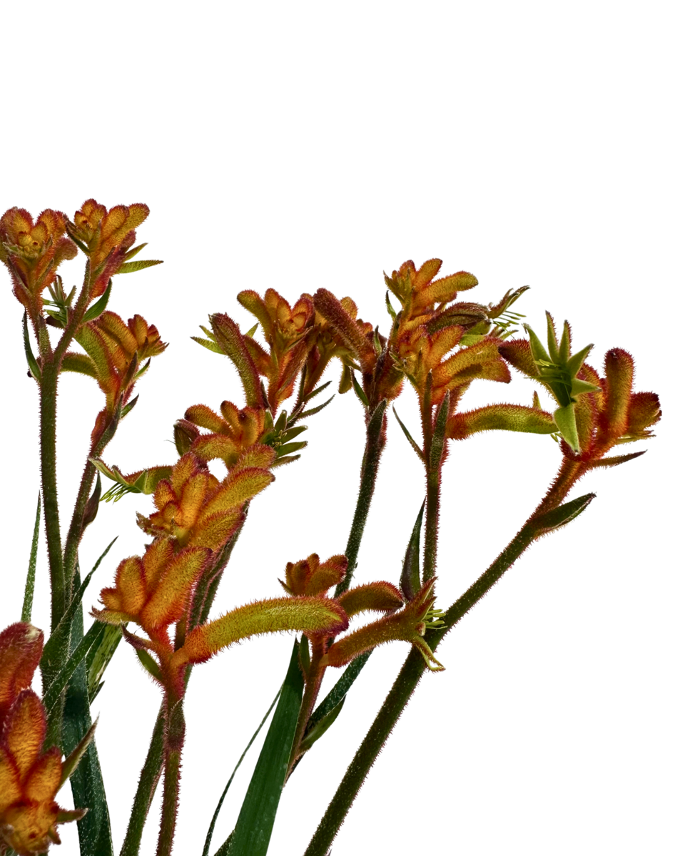 Kangaroo Paw - Anigozanthos Bush Glow