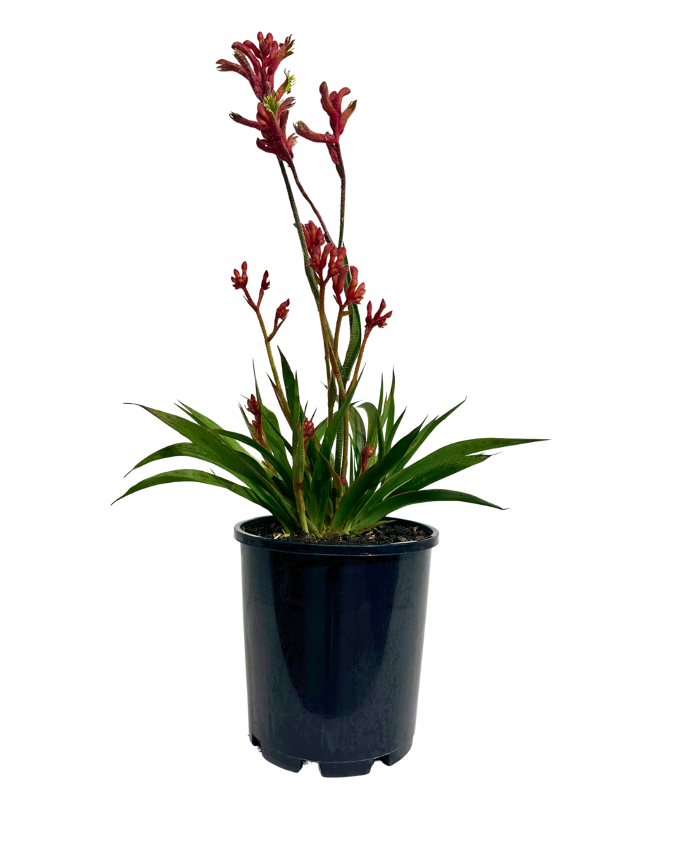 Kangaroo Paw - Anigozanthos Bush Inferno