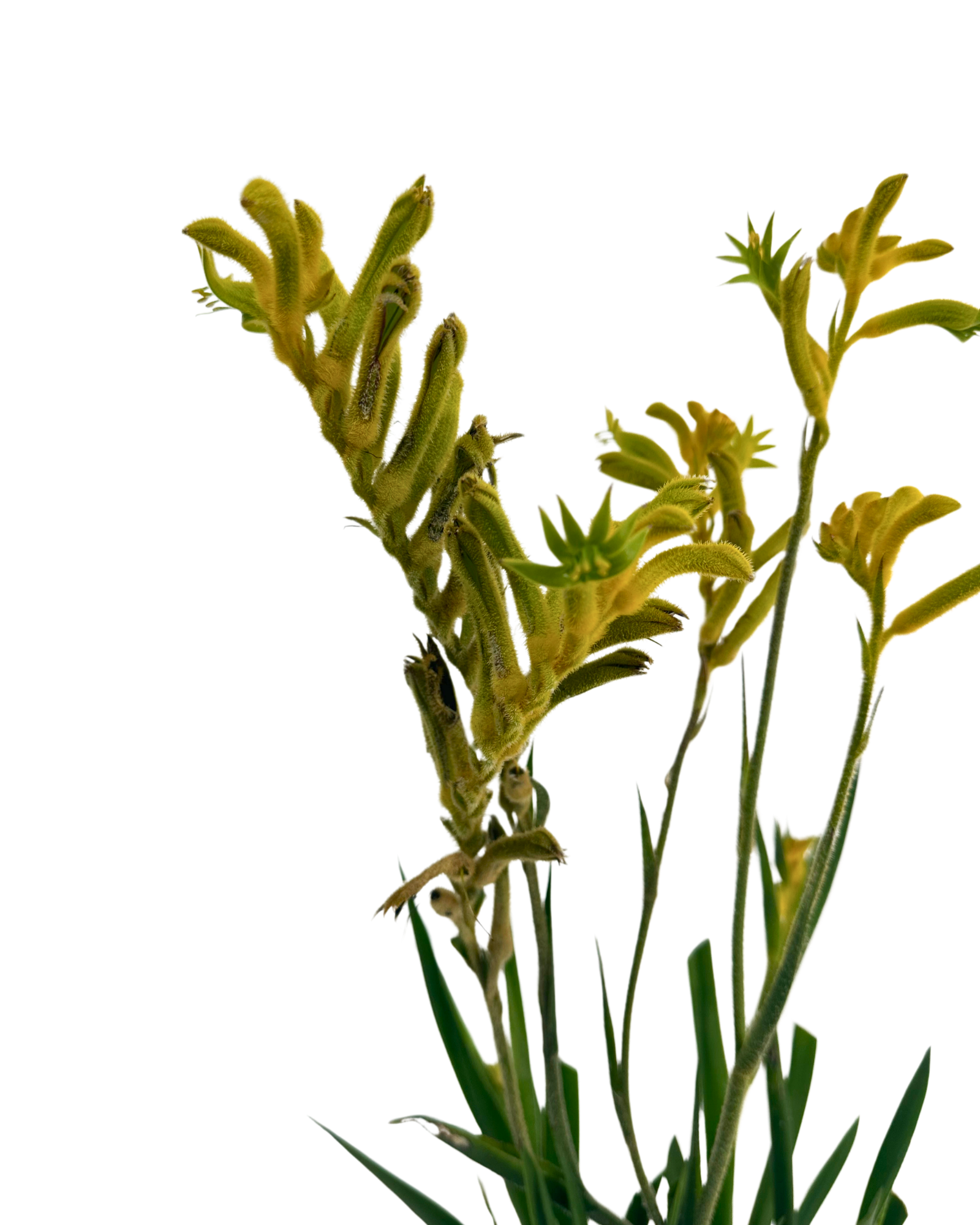Kangaroo Paw - Anigozanthos Bush Sunburst