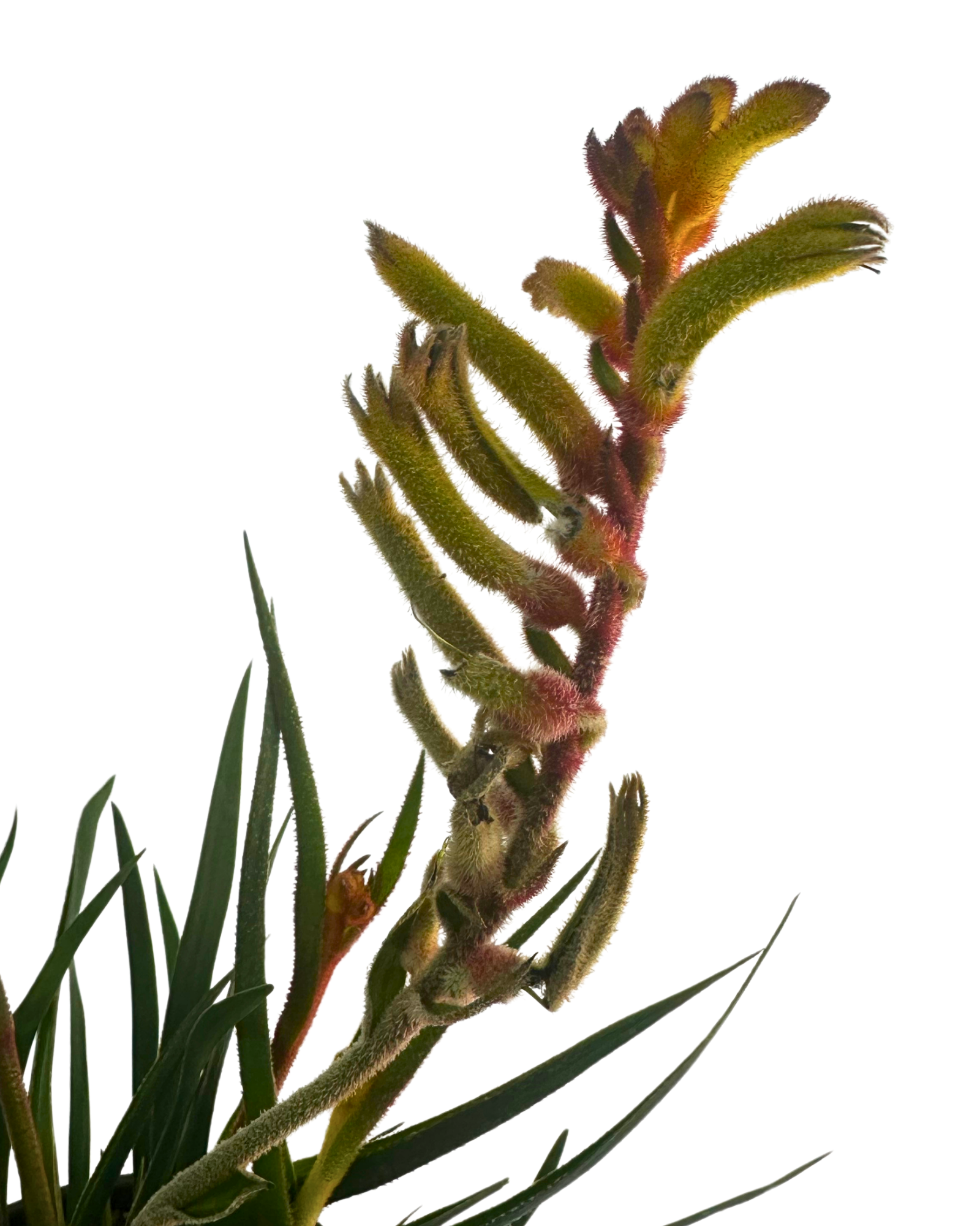 Kangaroo Paw - Anigozanthos Bush Tenacity