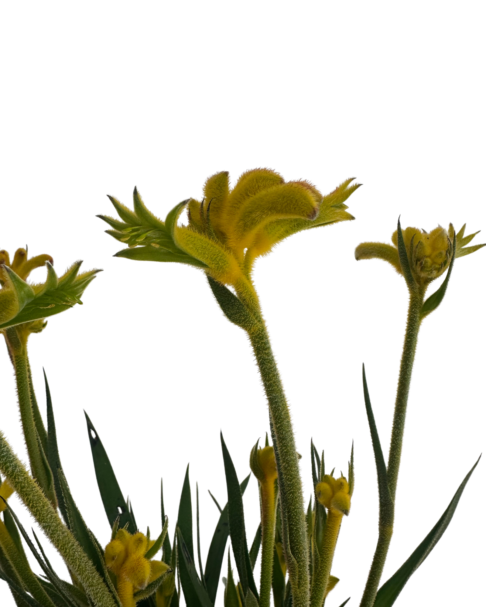 Kangaroo Paw - Anigozanthos Bush Zest