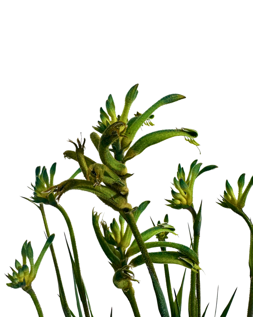 Kangaroo Paw - Anigozanthos Celebrations Aussie Spirit