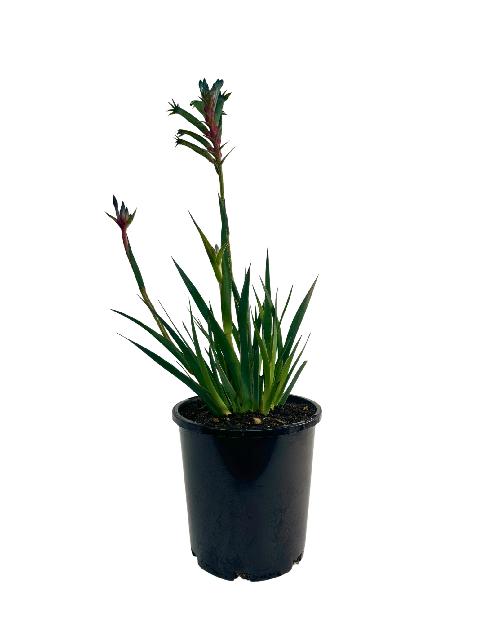 Kangaroo Paw - Anigozanthos Celebrations Fireworks