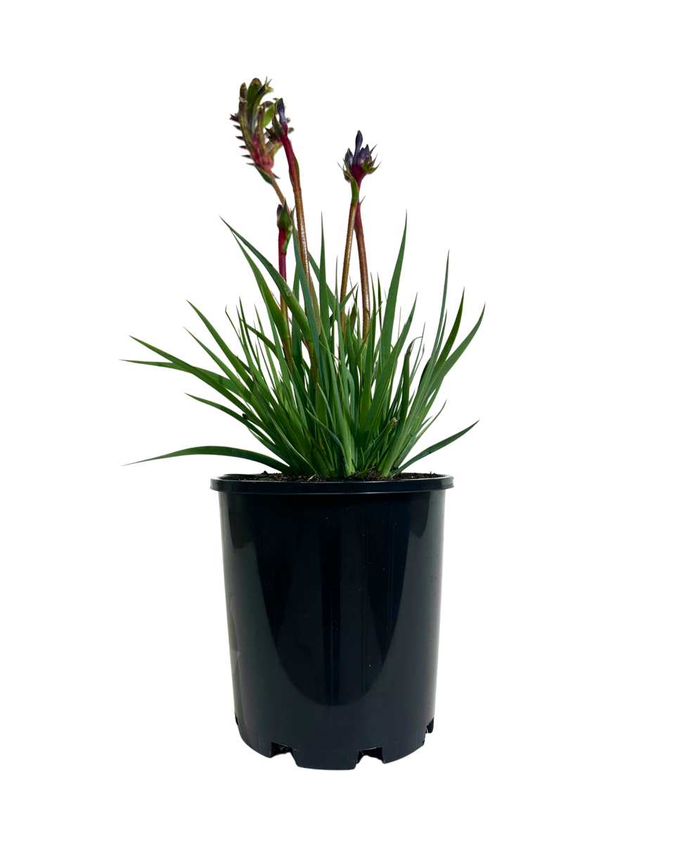 Kangaroo Paw - Anigozanthos Celebrations Jazz