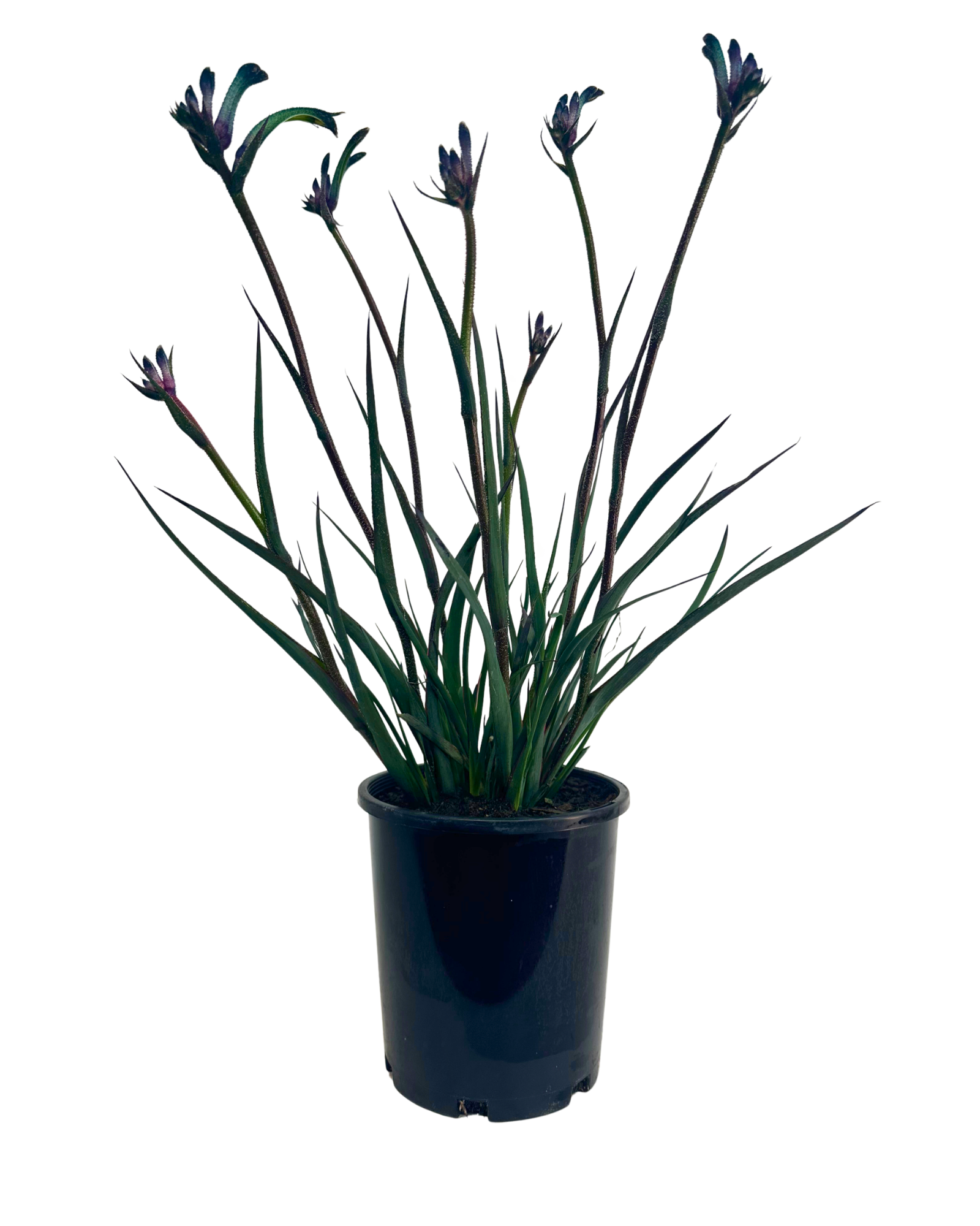 Kangaroo Paw - Anigozanthos Celebrations Masquerade
