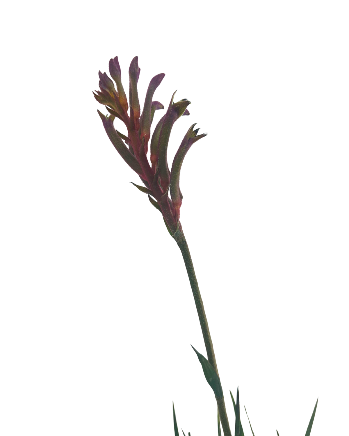 Kangaroo Paw - Anigozanthos Park Royale