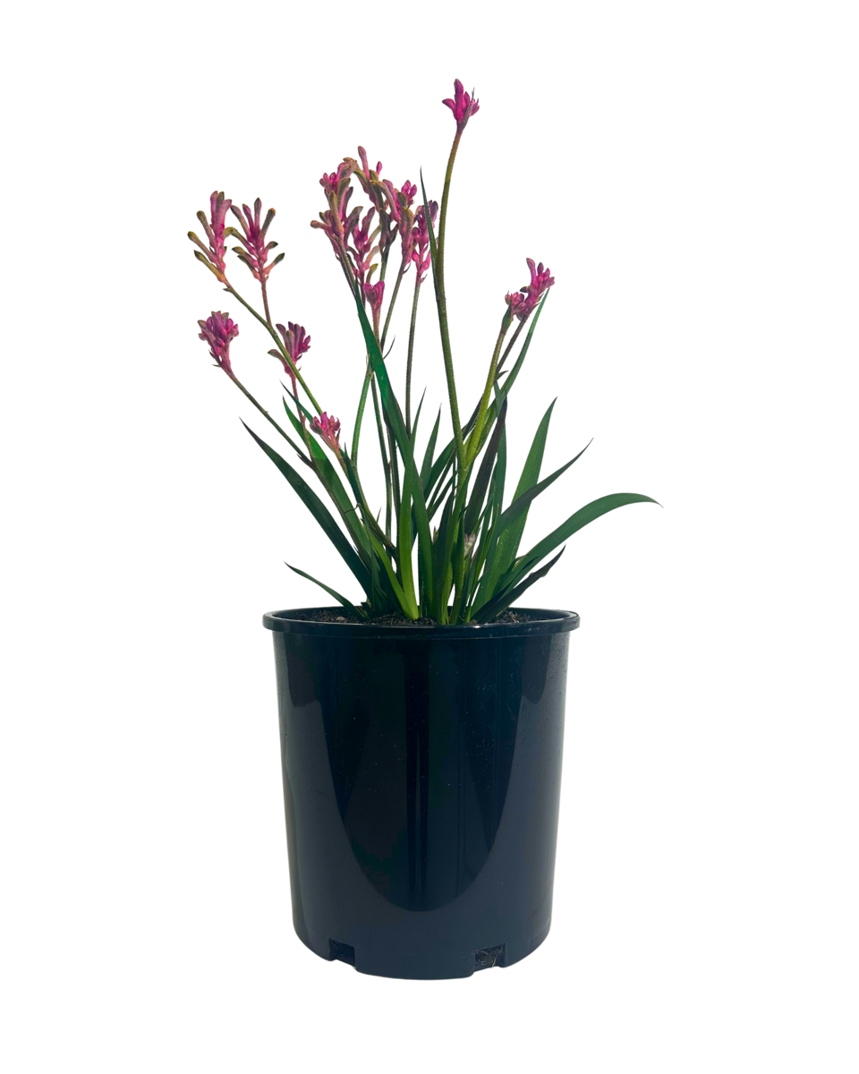 Kangaroo Paw - Anigozanthos Pink Beauty