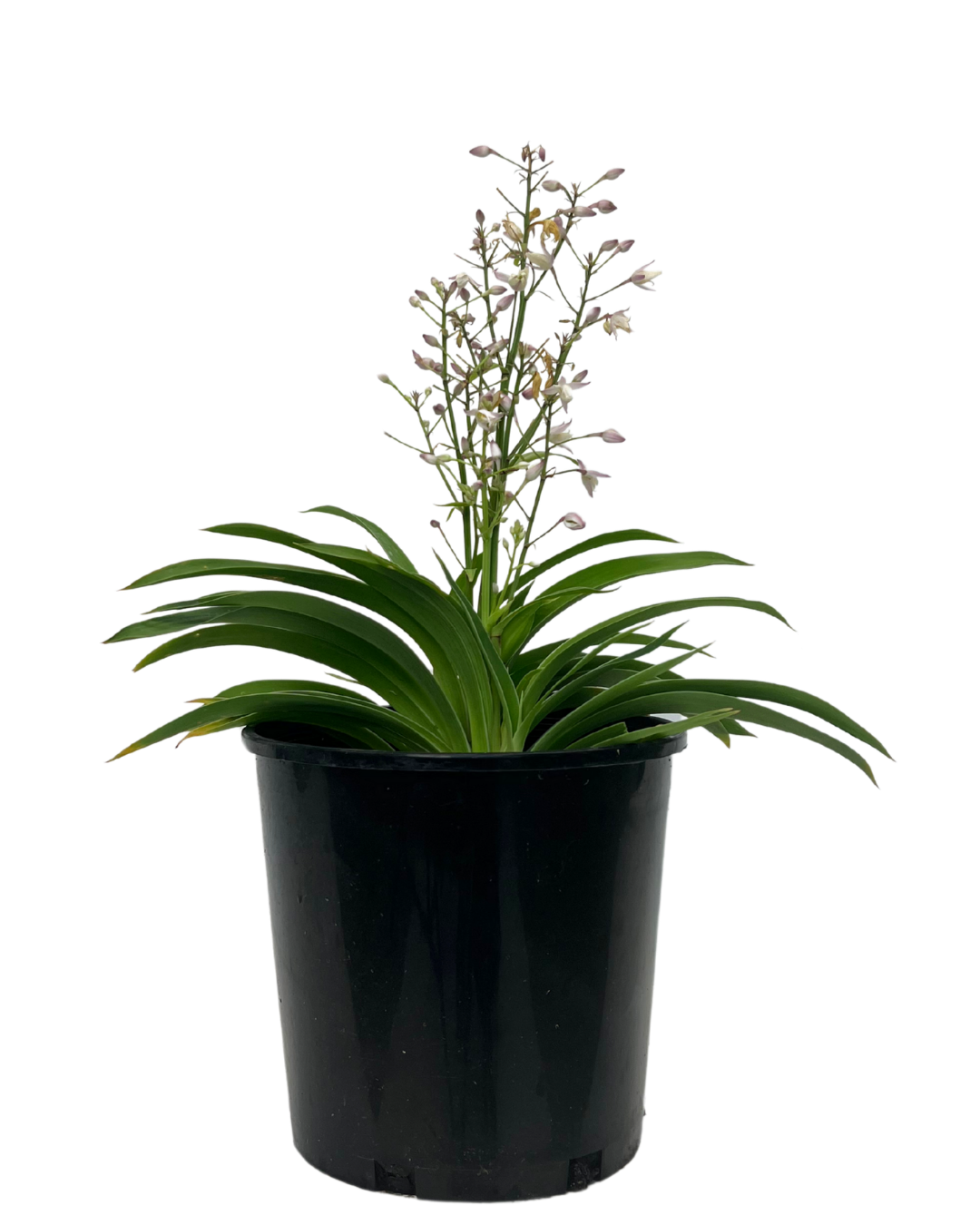 Arthropodium Pink Stars