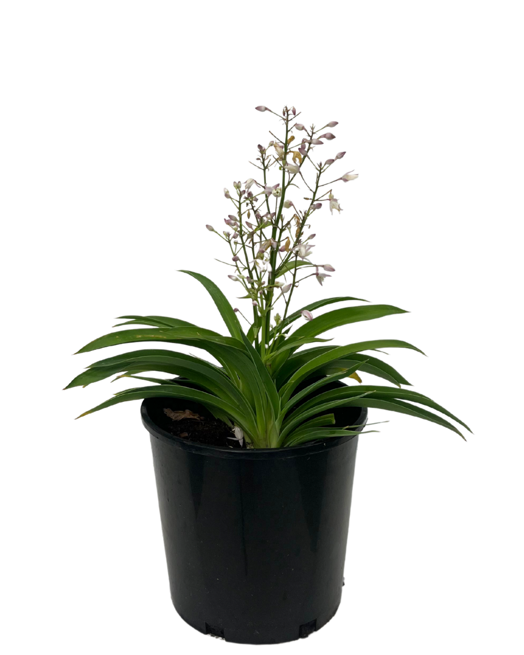 Arthropodium Pink Stars