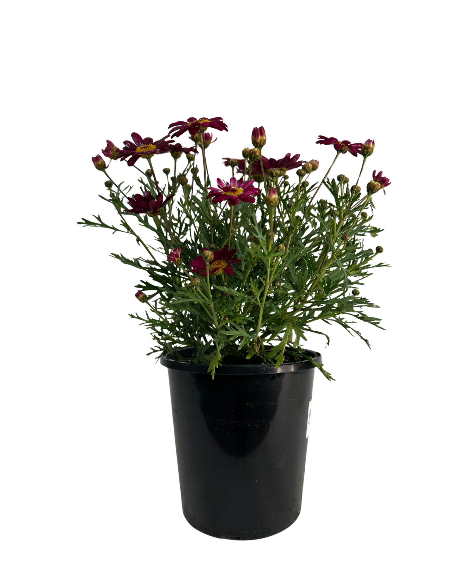 Federation Daisies - Argyranthemum Burgundy