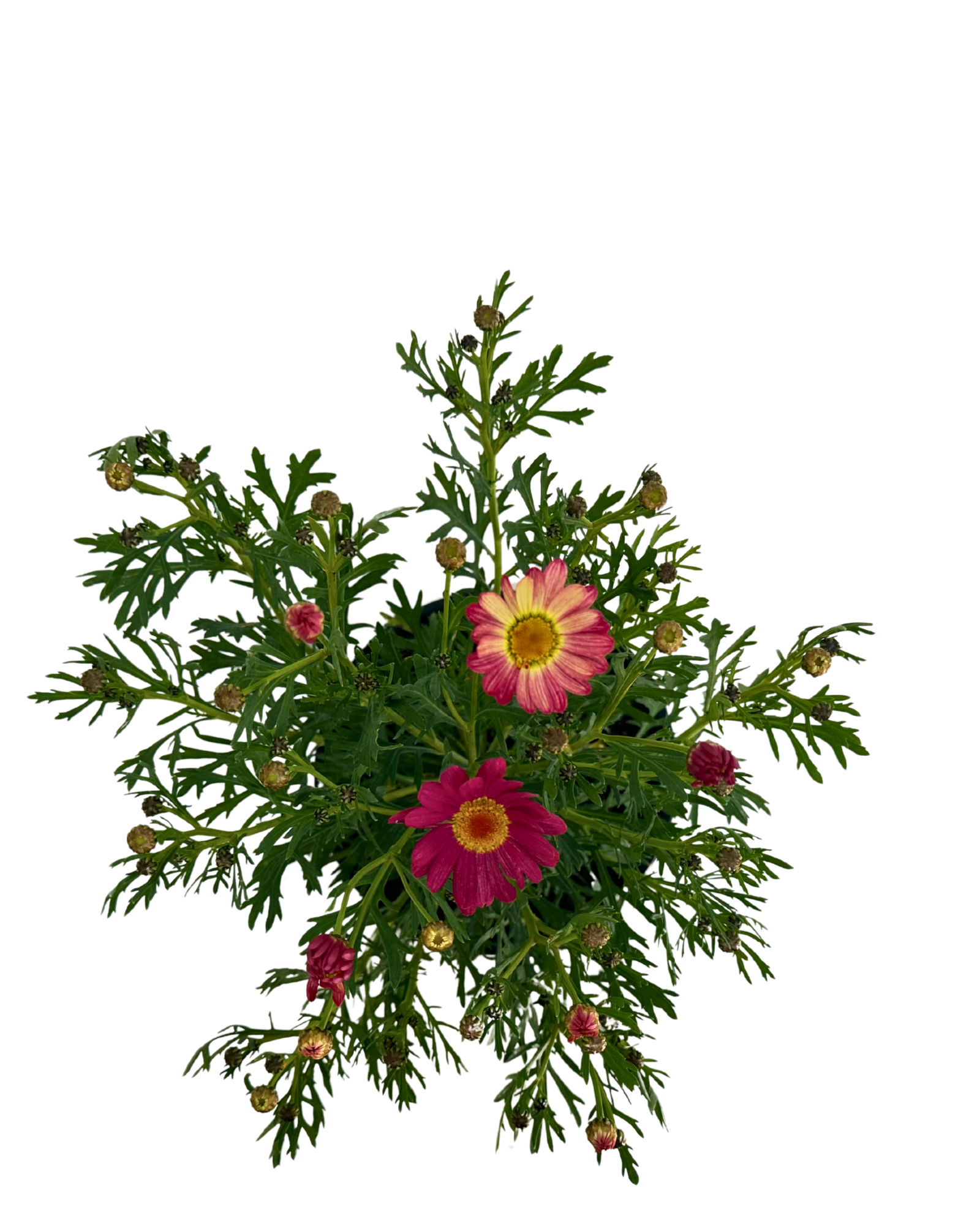 Argyranthemum Comet Sunshine