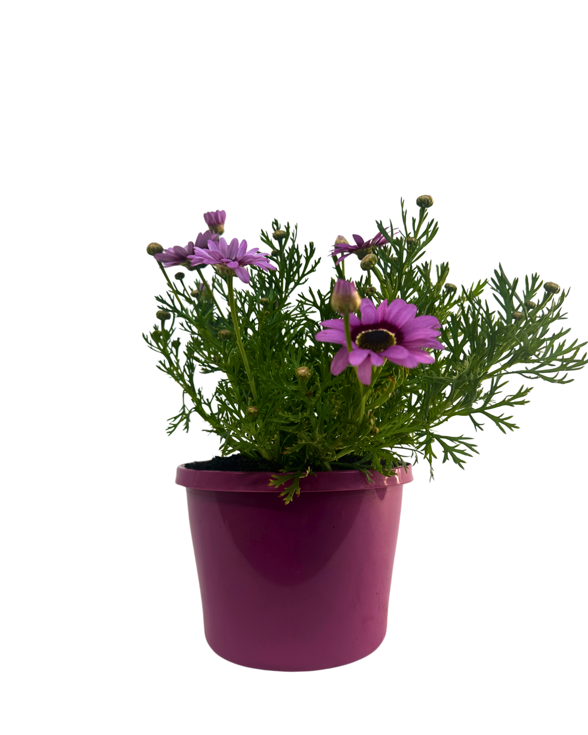 Argyranthemum Grand Daisy Pink Halo
