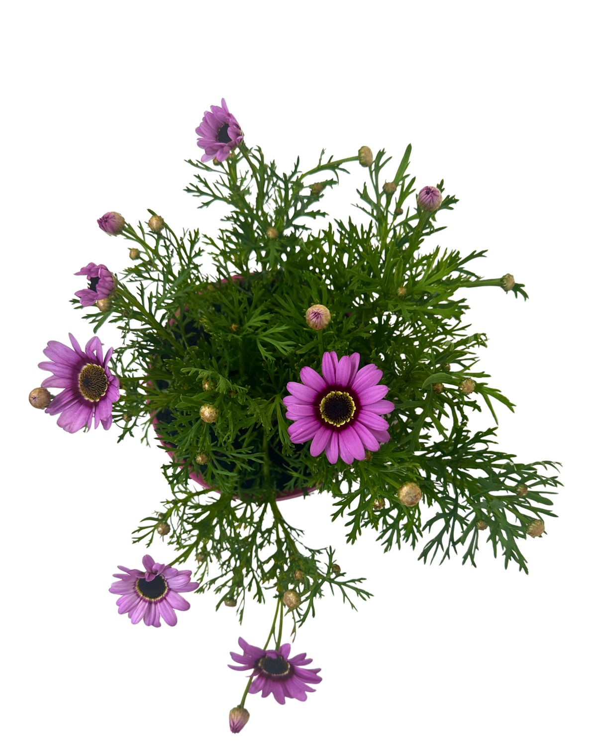 Argyranthemum Grand Daisy Pink Halo
