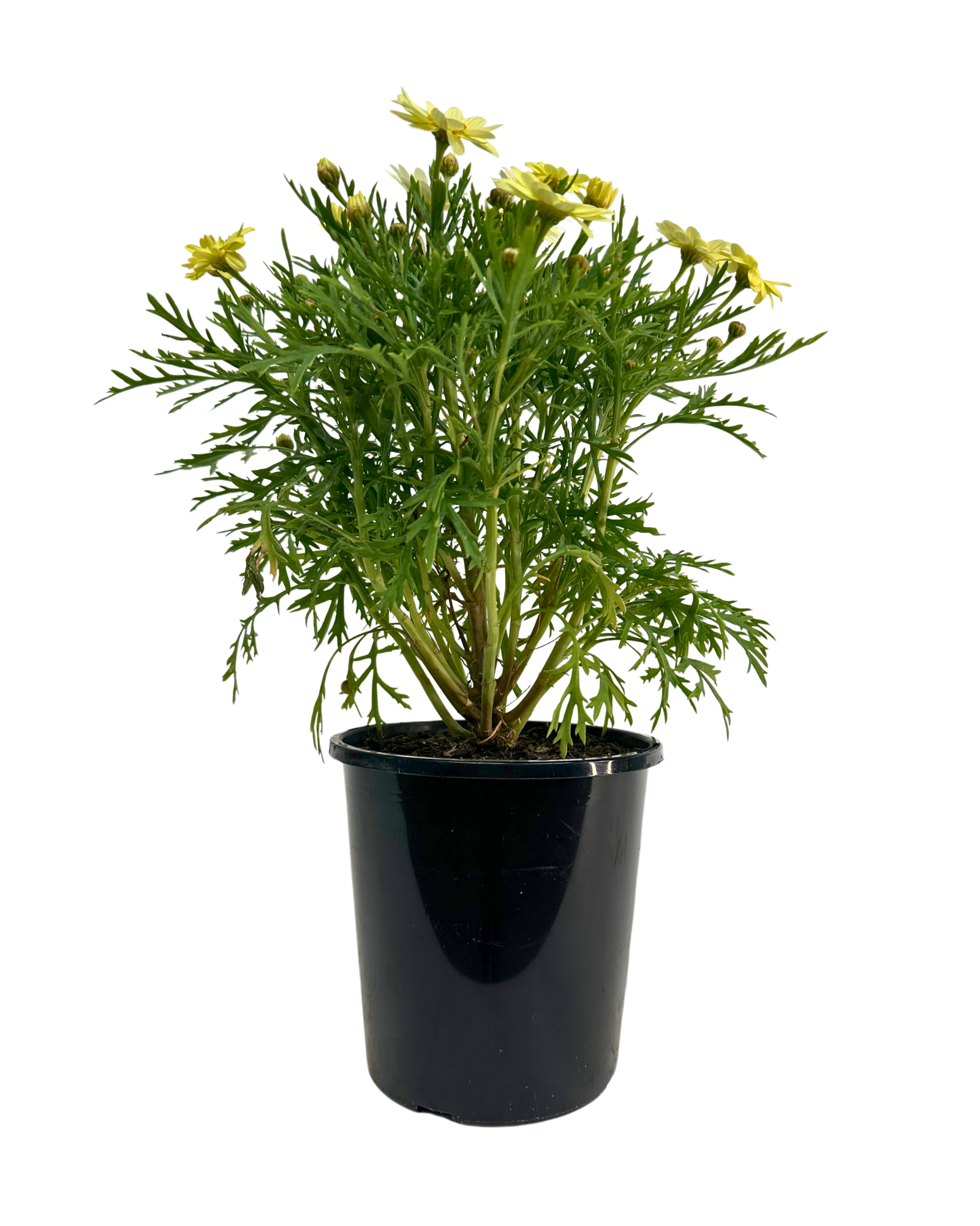 Federation Daisies - Argyranthemum Lemon Pastel