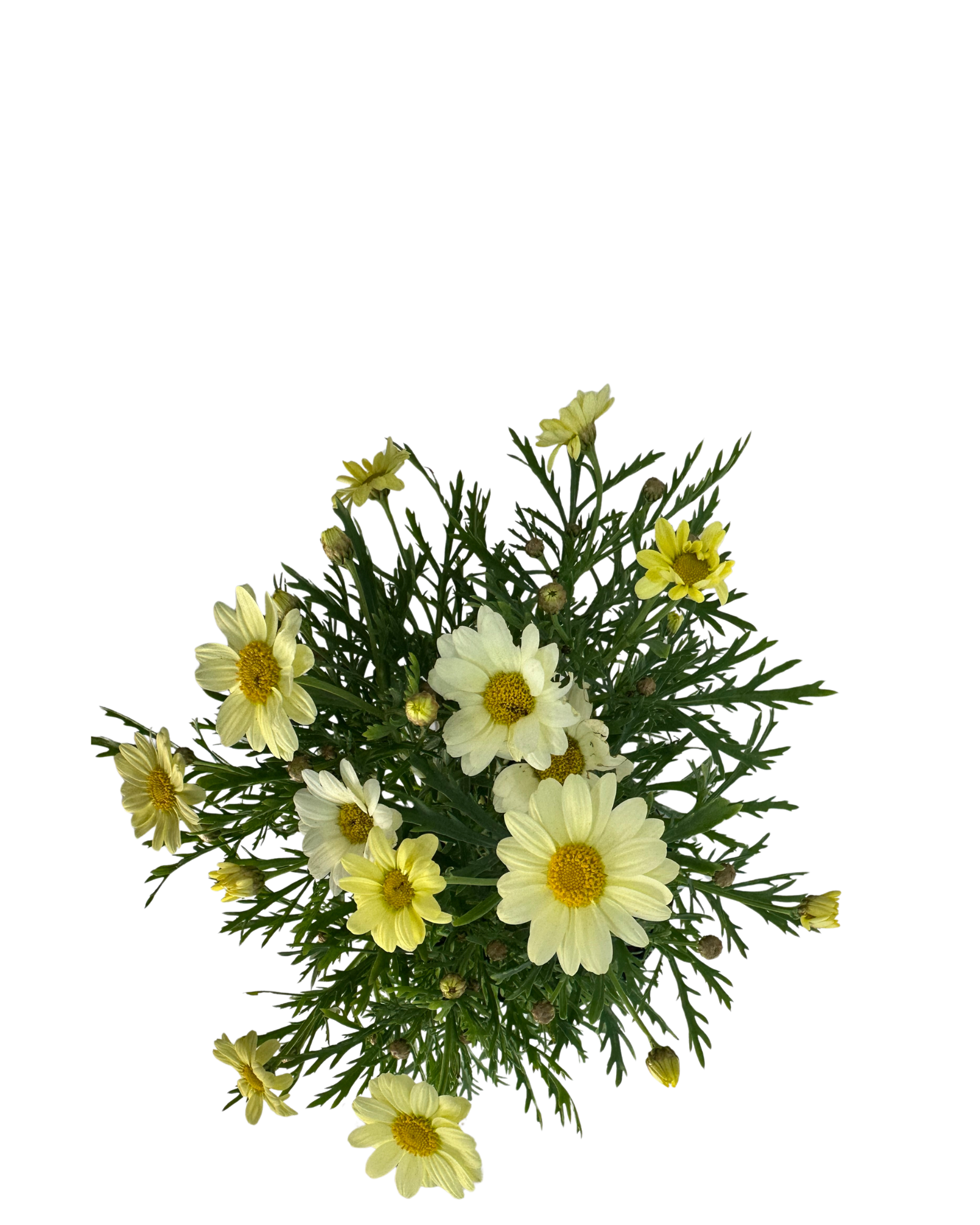 Federation Daisies - Argyranthemum Lemon Pastel