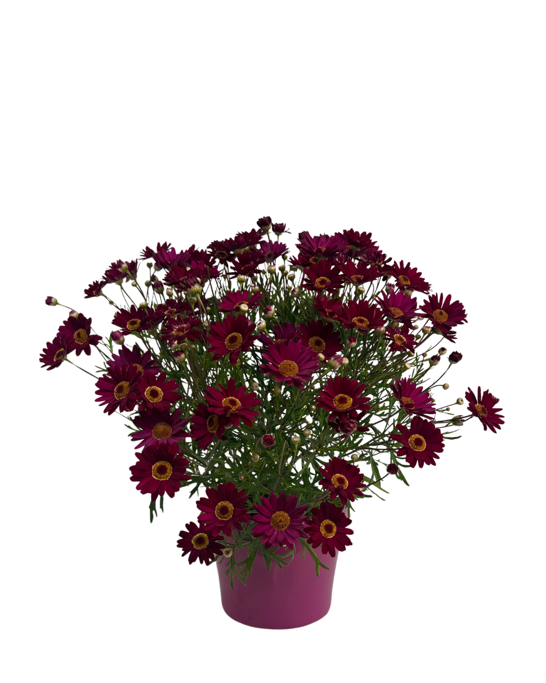 Argyranthemum Madeira Single Red