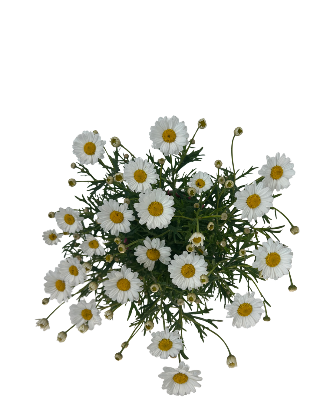 Federation Daisies - Argyranthemum Madeira Single White