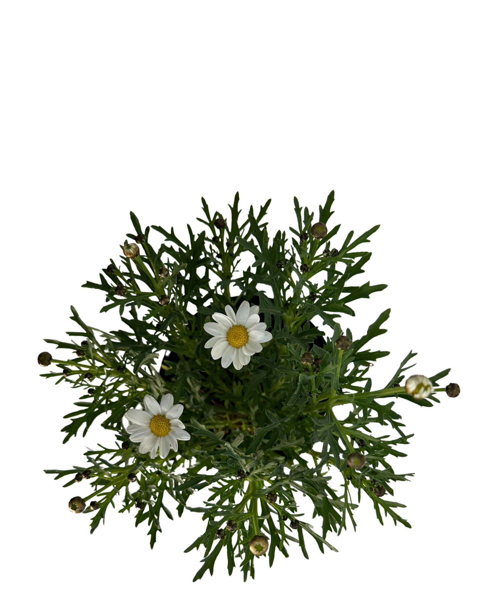 Federation Daisies - Argyranthemum Neptune