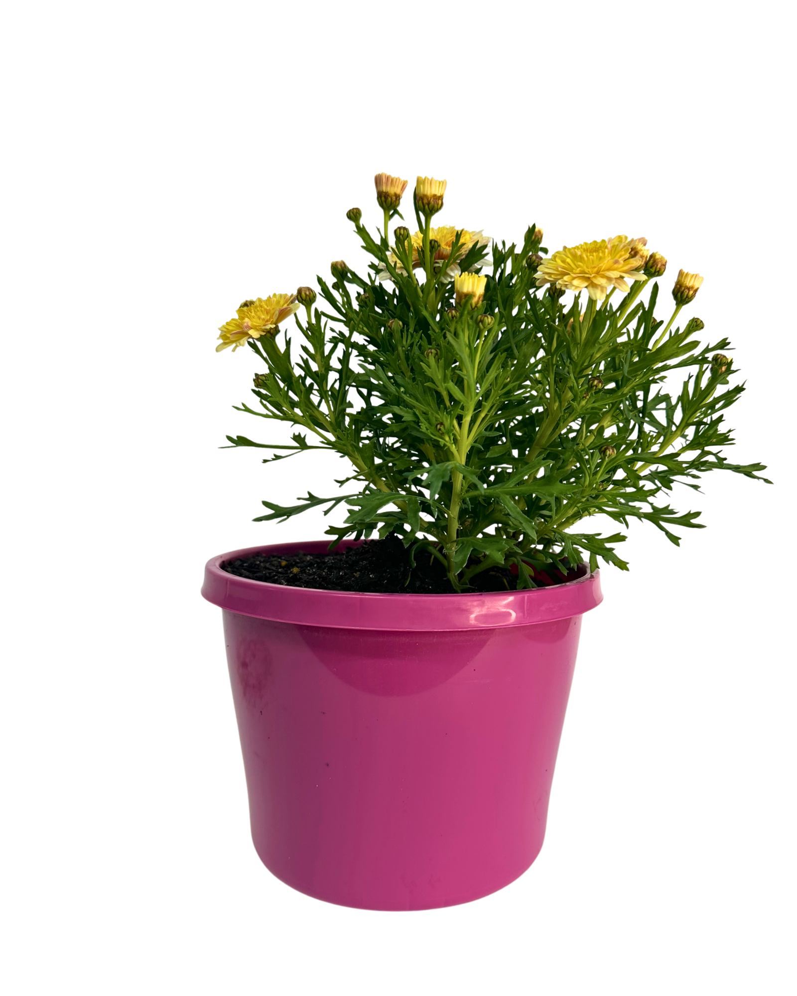 Argyranthemum Sunblessed