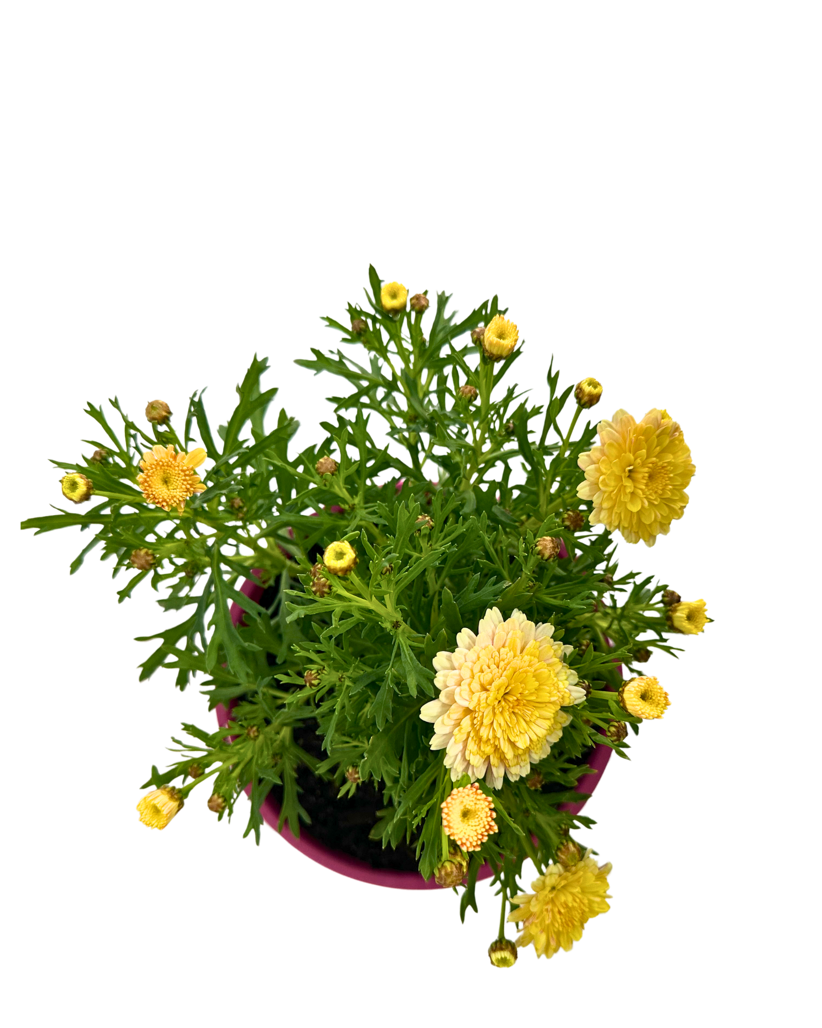 Argyranthemum Sunblessed