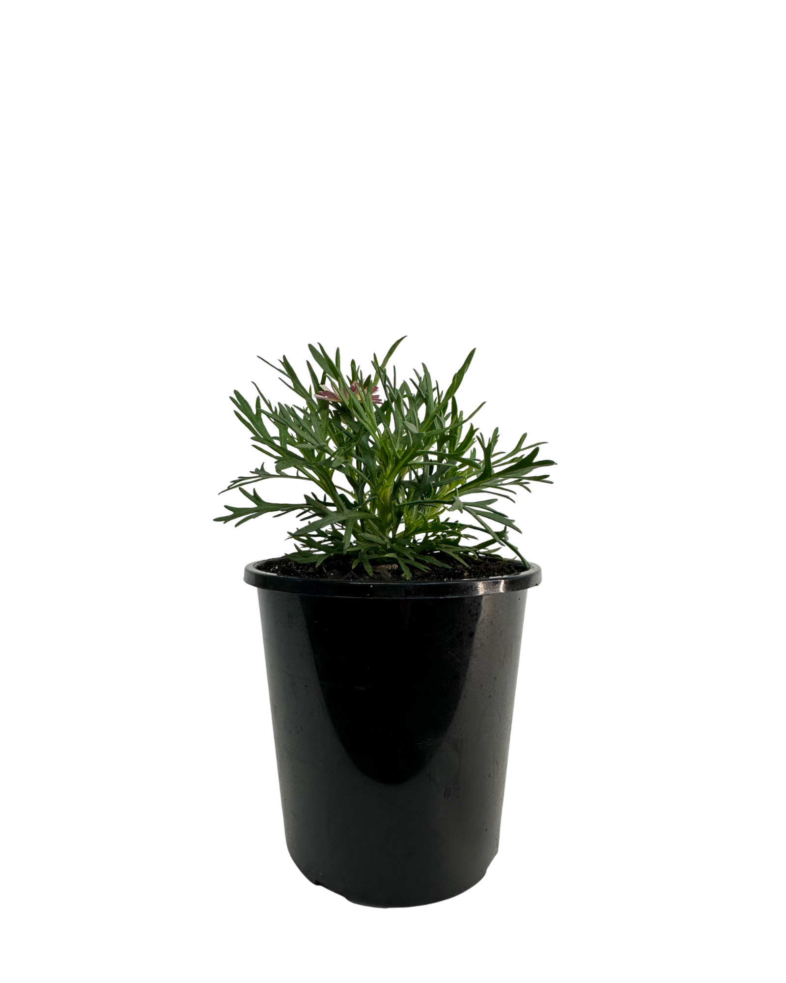 Federation Daisies - Argyranthemum Sunrise Pink