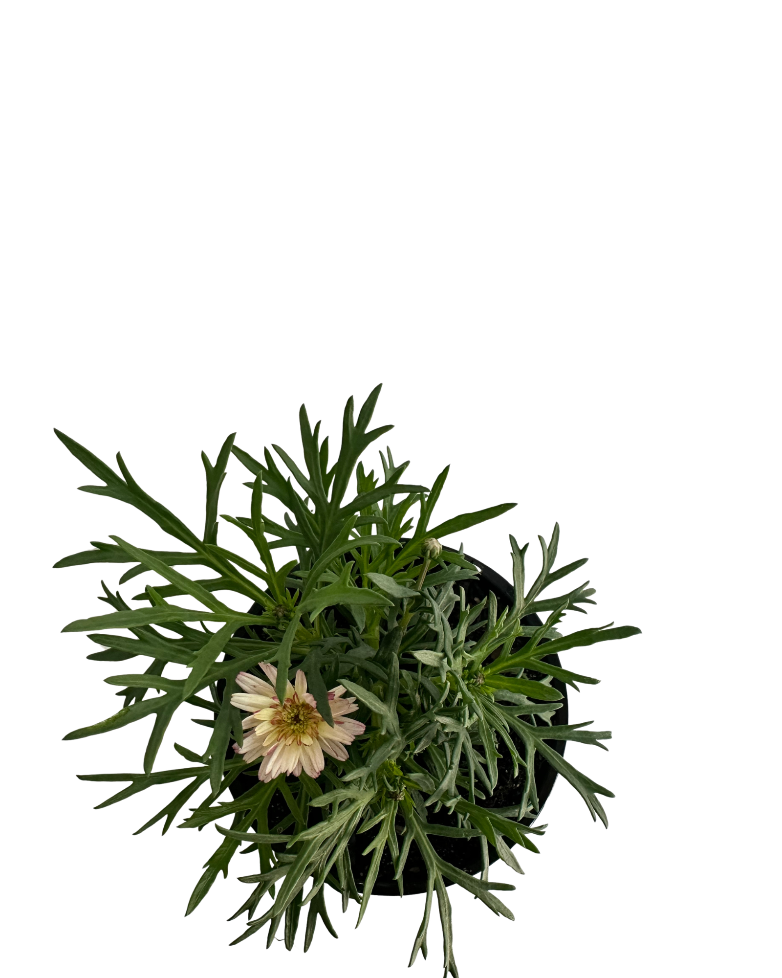Federation Daisies - Argyranthemum Sunrise Pink