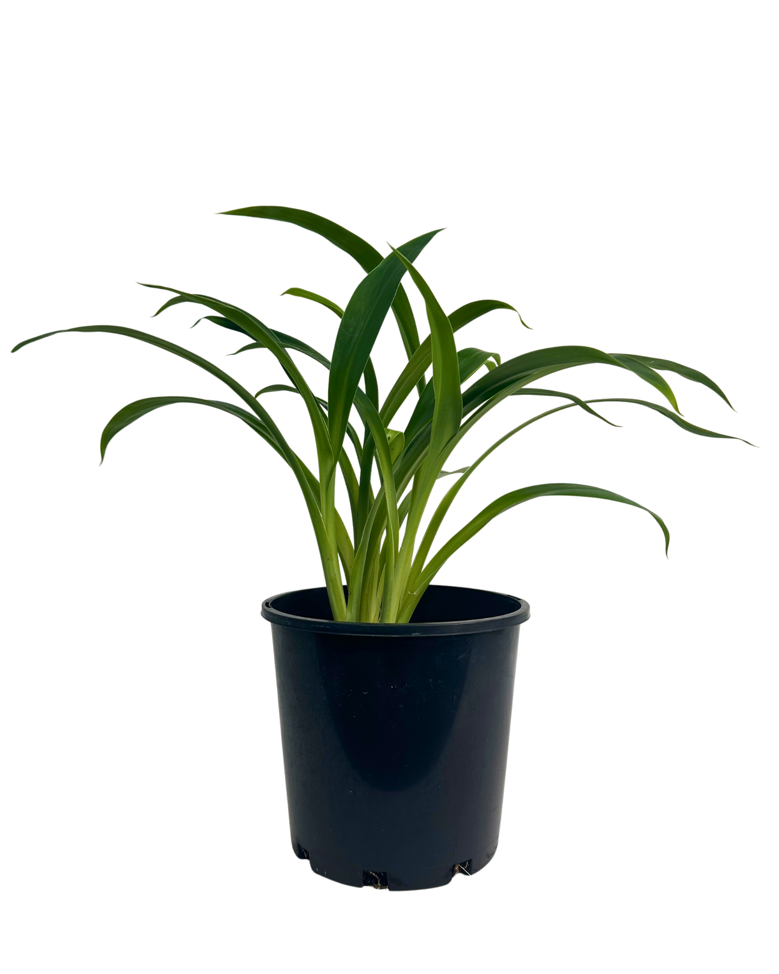 Arthropodium Tepuna